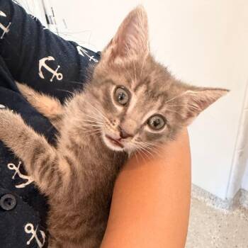 Blippi -  Domestic Short Hair Cat for Adoption in Indianapolis, Indiana - Blippi | PetCurious