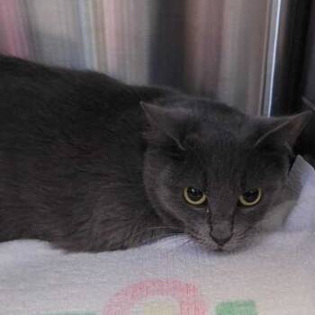 Rescue Domestic Short Hair Cats for Adoption in Davenport, Iowa - Dawn | PetCurious