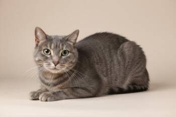 Domestic Short Hair Cats Available for Adoption - Squeak | PetCurious