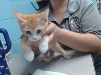 SOKKA -  Domestic Short Hair Cat for Adoption in Albuquerque, New Mexico - SOKKA | PetCurious