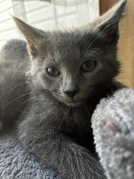 Houdini -  Domestic Medium Hair Cat for Adoption in Cuyahoga Falls, Ohio - Houdini | PetCurious