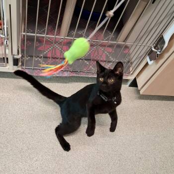 Bryce -  Domestic Short Hair Cat for Adoption in Hillsboro, Missouri - Bryce | PetCurious