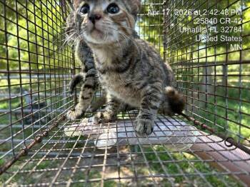 Domestic Short Hair Cats Available for Adoption in Ocala, Florida - A380500 | PetCurious