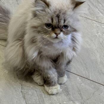 Persian Cats Available for Adoption - Sezar  | PetCurious