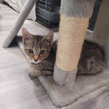 Ellie -  Domestic Short Hair and Tabby Cat for Adoption in Norfolk, Virginia - Ellie | PetCurious