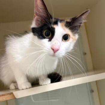 Crab Rangoon -  Domestic Short Hair Cat for Adoption in Fort Worth, Texas - Crab Rangoon | PetCurious