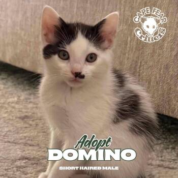 Domino -  Domestic Short Hair Cat Available for Adoption in Wilmington, North Carolina - Domino | PetCurious