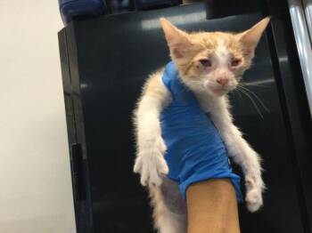 A1919579 -  Domestic Short Hair Cat Available for Adoption in Thousand Palms, California - A1919579 | PetCurious