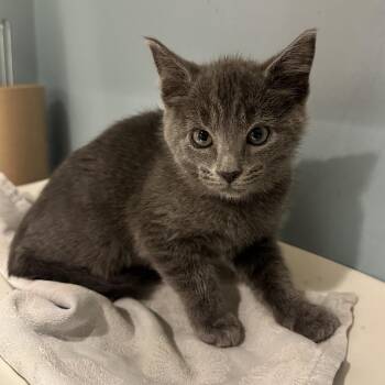 Mozzarella -  Domestic Short Hair Cat for Adoption in Chattanooga, Tennessee - Mozzarella | PetCurious