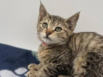 Rescue Domestic Short Hair Cats for Adoption in Portland, Oregon - Udon | PetCurious