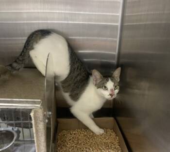 Rescue Domestic Short Hair Cats for Adoption in Chesapeake, Virginia - Mama Gertie | PetCurious