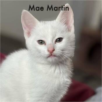 Domestic Short Hair Cats Available for Adoption in Calgary, Alberta - Mae Martin | PetCurious