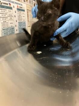 Domestic Short Hair Cats Available for Adoption in Long Beach, California - MOOKIE | PetCurious