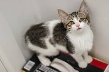 Bluebell -  Domestic Short Hair Cat for Adoption in Walled Lake, Michigan - Bluebell | PetCurious