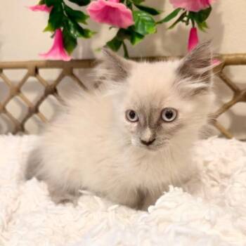 Sugar Plum Sprinkles -  Siamese and Domestic Medium Hair Cat for Adoption in Friendswood, Texas - Sugar Plum Sprinkles | PetCurious