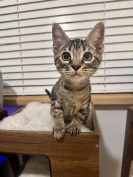 Cruz -  Domestic Short Hair Cat for Adoption in Rosenberg, Texas - Cruz | PetCurious