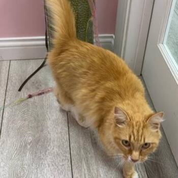 Breadstick -  Domestic Long Hair Cat for Adoption in Dayton, Ohio - Breadstick | PetCurious