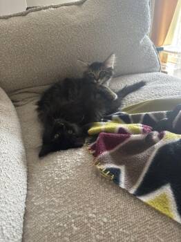 Eclipse (26-138 C) -  Domestic Medium Hair Cat for Adoption in Lansing, Michigan - Eclipse (26-138 C) | PetCurious