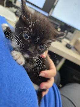 Rescue Domestic Short Hair Cats for Adoption in Dallas, Texas - TATER | PetCurious