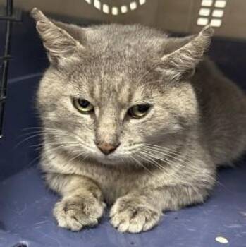 Rescue Domestic Short Hair Cats for Adoption in Indianapolis, Indiana - Dale | PetCurious