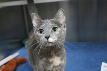 Zorya -  Domestic Short Hair Cat for Adoption in Brunswick, Georgia - Zorya | PetCurious