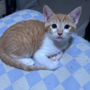 Rescue Domestic Long Hair Cats for Adoption in Fort Worth, Texas - Piglet | PetCurious