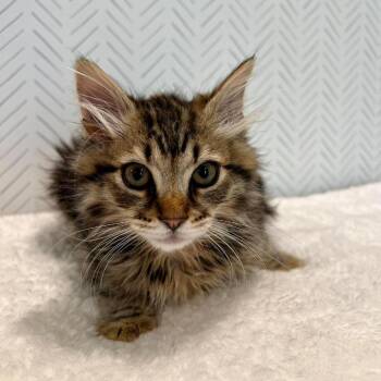 Romeo Harris -  Domestic Long Hair Cat for Adoption in Eagle Mountain, Utah - Romeo Harris | PetCurious