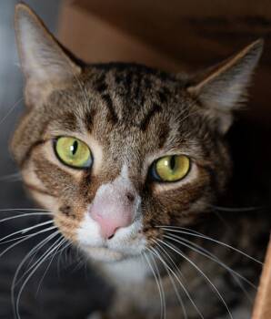 Domestic Short Hair Cats Available for Adoption - MIO | PetCurious