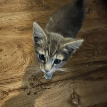 Kawi -  Domestic Short Hair Cat for Adoption in Greensboro, North Carolina - Kawi | PetCurious