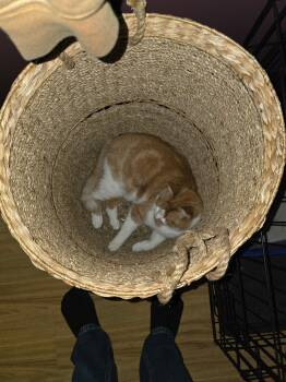 Leo -  Domestic Short Hair Cat for Adoption in Kamloops, British Columbia - Leo | PetCurious