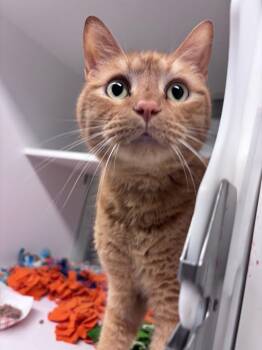 Domestic Short Hair Cats Available for Adoption - Oscar | PetCurious
