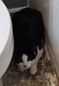 If1d Wilson -  Domestic Short Hair Cat for Adoption in Lawrenceville, Georgia - If1d Wilson | PetCurious