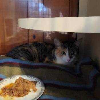 Autumn -  Domestic Short Hair Cat for Adoption in Rocky Mount, Virginia - Autumn | PetCurious