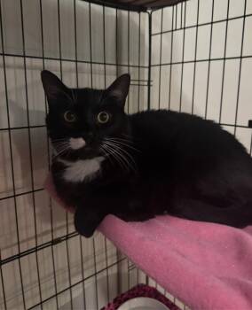 Lou -  Domestic Short Hair Cat for Adoption in Temecula, California - Lou | PetCurious