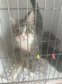 Little Foot -  Domestic Short Hair Cat for Adoption in Pine Grove, Pennsylvania - Little Foot | PetCurious