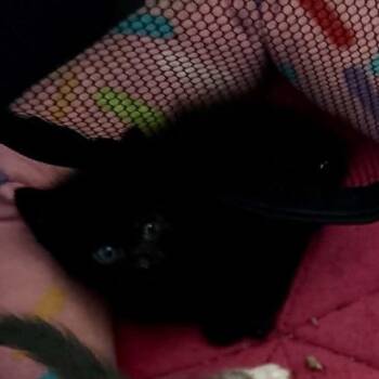 Little B -  Domestic Short Hair Cat for Adoption in Bentonville, Arkansas - Little B | PetCurious