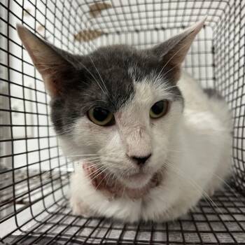 Millard -  Domestic Short Hair Cat for Adoption in Edinburg, Texas - Millard | PetCurious