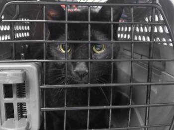 DARNELL -  Domestic Short Hair Cat for Adoption in Omaha, Nebraska - DARNELL | PetCurious