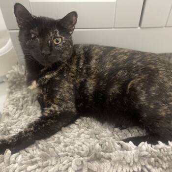 Rescue Domestic Short Hair Cats for Adoption - O'Leary | PetCurious