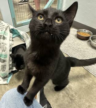 Domestic Short Hair Cats Available for Adoption - Shmoopy | PetCurious