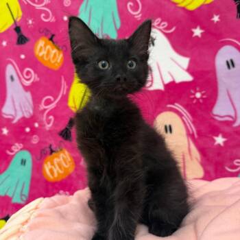 Jack -  Domestic Medium Hair Cat for Adoption in Riverwoods, Illinois - Jack | PetCurious