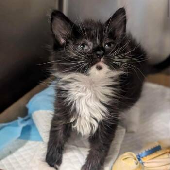 Domestic Medium Hair Cats Available for Adoption in Nampa, Idaho - Soul | PetCurious