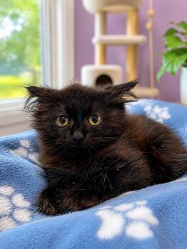 Salem -  Domestic Medium Hair Cat for Adoption in Chattanooga, Tennessee - Salem | PetCurious