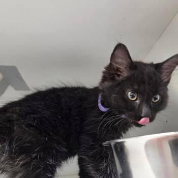 Astrid -  Domestic Medium Hair Cat for Adoption in North Battleford, Saskatchewan - Astrid | PetCurious
