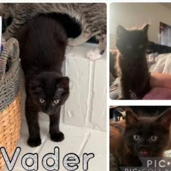 Vader -  Domestic Medium Hair Cat for Adoption in Orangevale, California - Vader | PetCurious