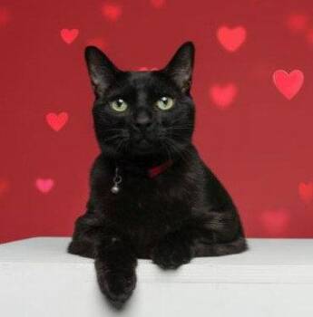 Augustus -  Domestic Short Hair Cat Available for Adoption in Wilmington, North Carolina - Augustus | PetCurious