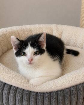 Earth -  Domestic Short Hair Cat for Adoption in Homer Glen, Illinois - Earth | PetCurious