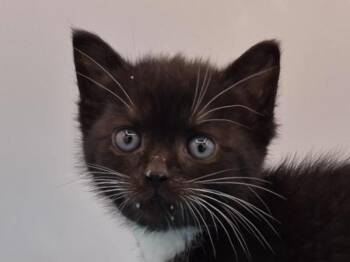 Fiji -  Domestic Short Hair Cat for Adoption in Portland, Oregon - Fiji | PetCurious