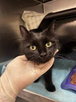 Ginette -  Domestic Medium Hair Cat for Adoption in Montreal, Quebec - Ginette | PetCurious