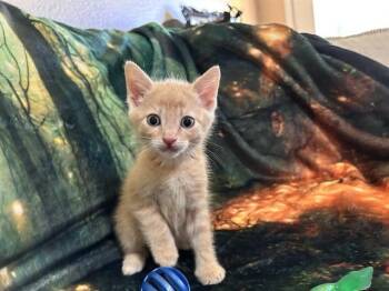 NEWTON -  Domestic Short Hair Cat for Adoption in Forney, Texas - NEWTON | PetCurious